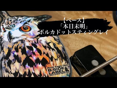 【ベース】「本日未明」ポルカドットスティングレイ