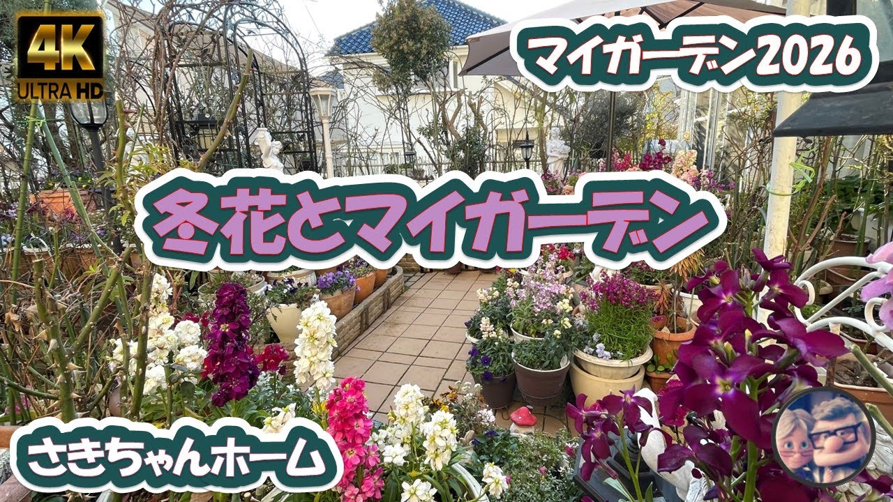 4K】2026年1月26日 ‼️冬の花が咲いています。 #flowers #garden #癒し