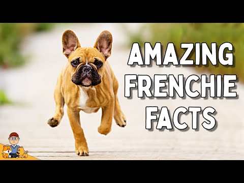 7 Surprising Facts About French Bulldogs (#5 is HEART BREAKING)