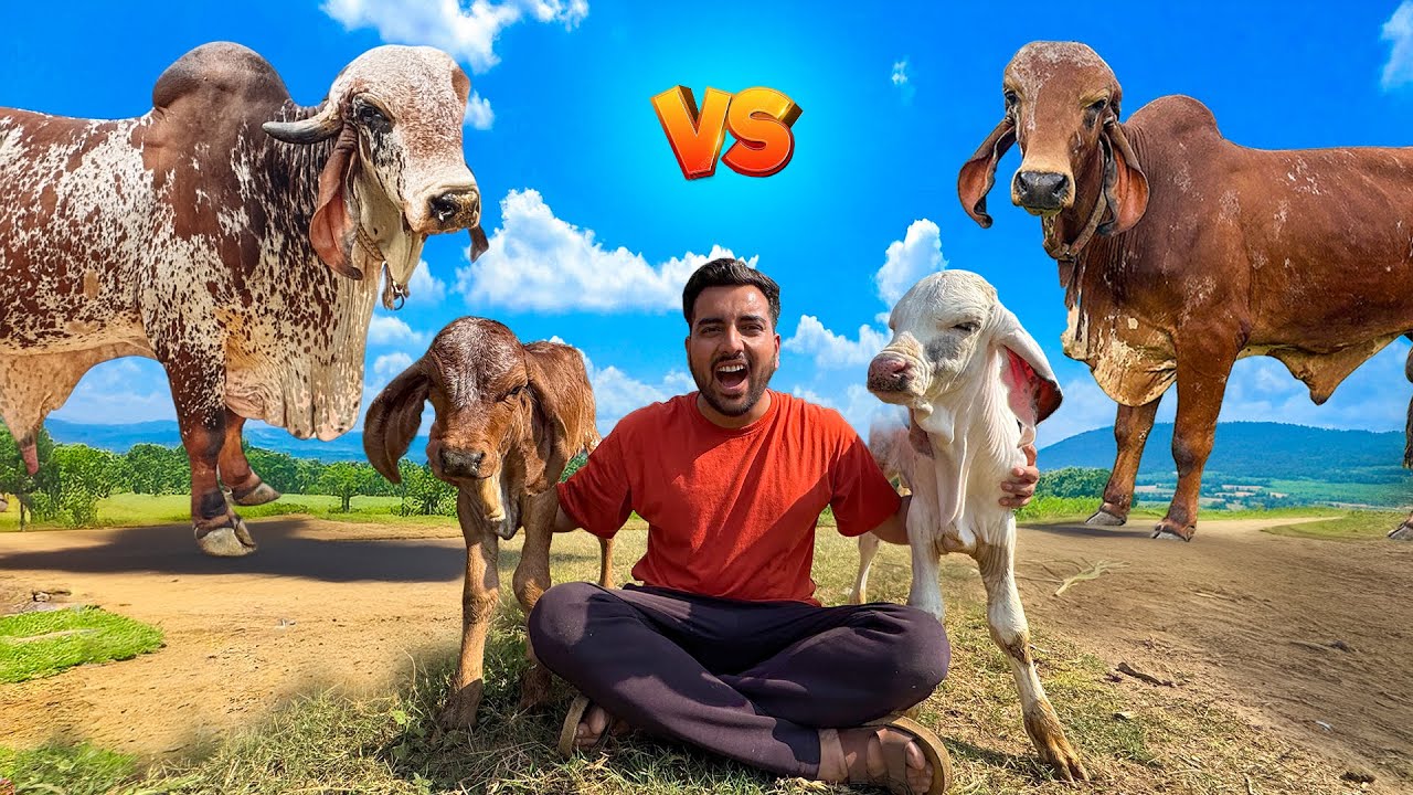 Bheem Bull VS Baglino Bull🐂Breed Muqabla🔥😱Kon Saa Bull Hai Takda?