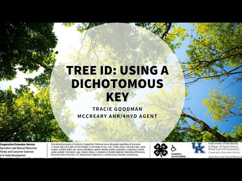 Tree ID: Using a Dichotomous Key