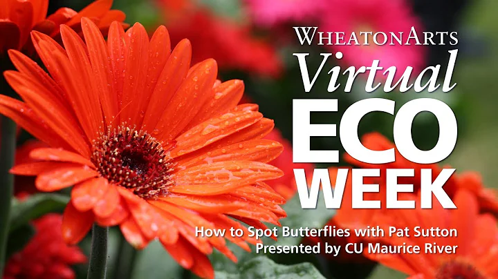 How to Spot Butterflies with Pat Sutton, Presented...