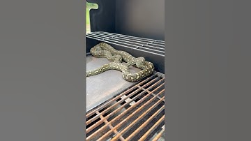 Coastal Carpet Python I removed from a barbecue this morning #snakecatcher #wildliferescue #snake