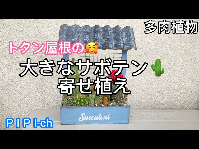 トタン屋根の木箱にサボテン寄せ植えをしてみました😃[多肉植物] - YouTube