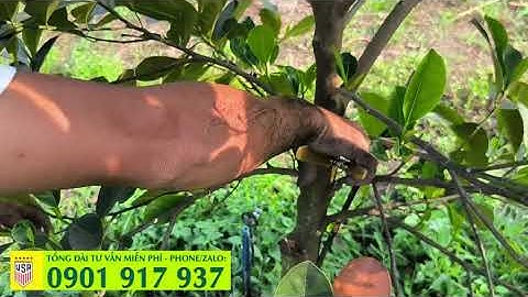 Hướng dẫn tỉa cành mít ruột đỏ để mau lớn