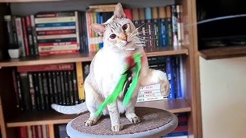 Cat tries a handsfree interactive feathery cat wand toy | TRY CAT