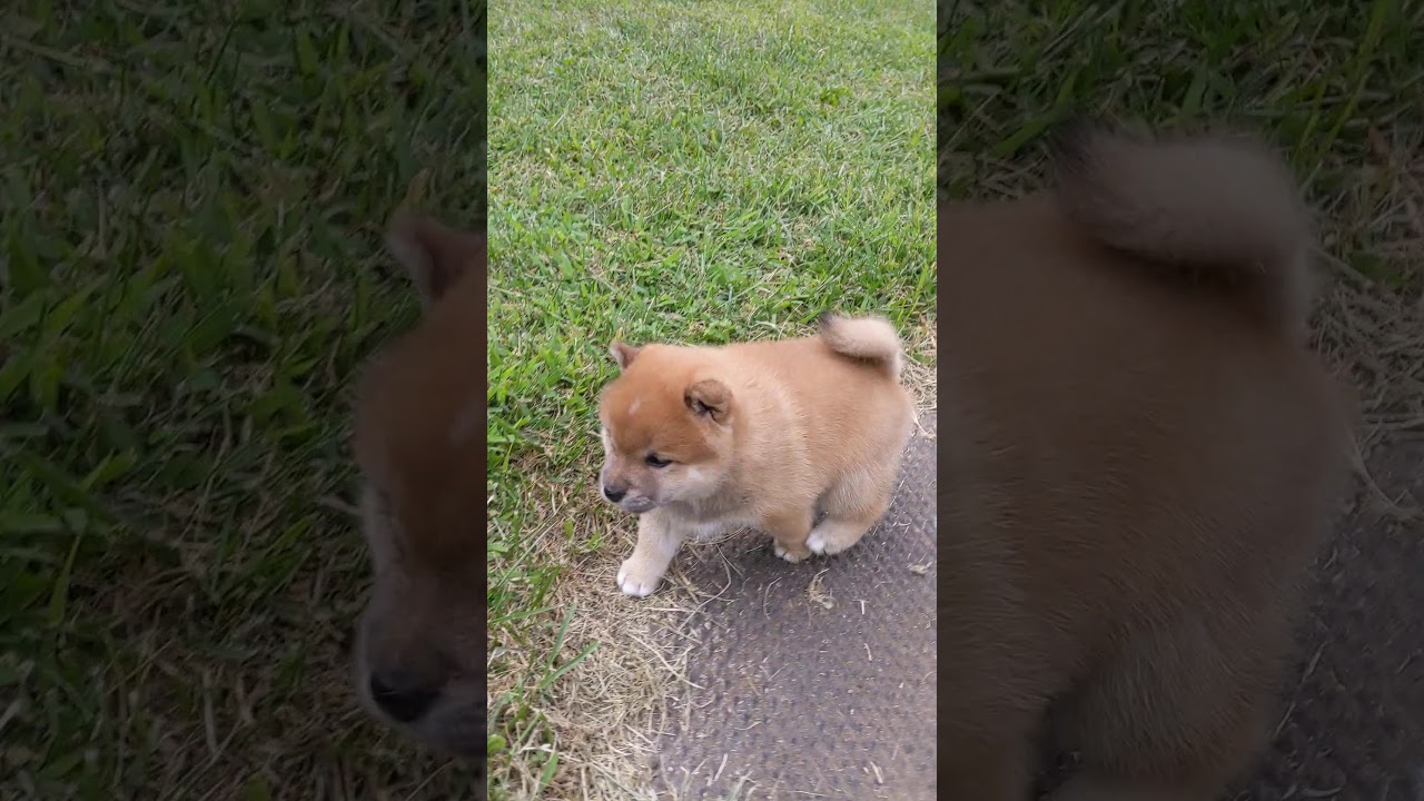 Shiba Inu Puppies are Potatoes - 