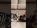 Cat Attack on German Shephard.... But What He Revealed Was Unexpected #animals #cute #funny