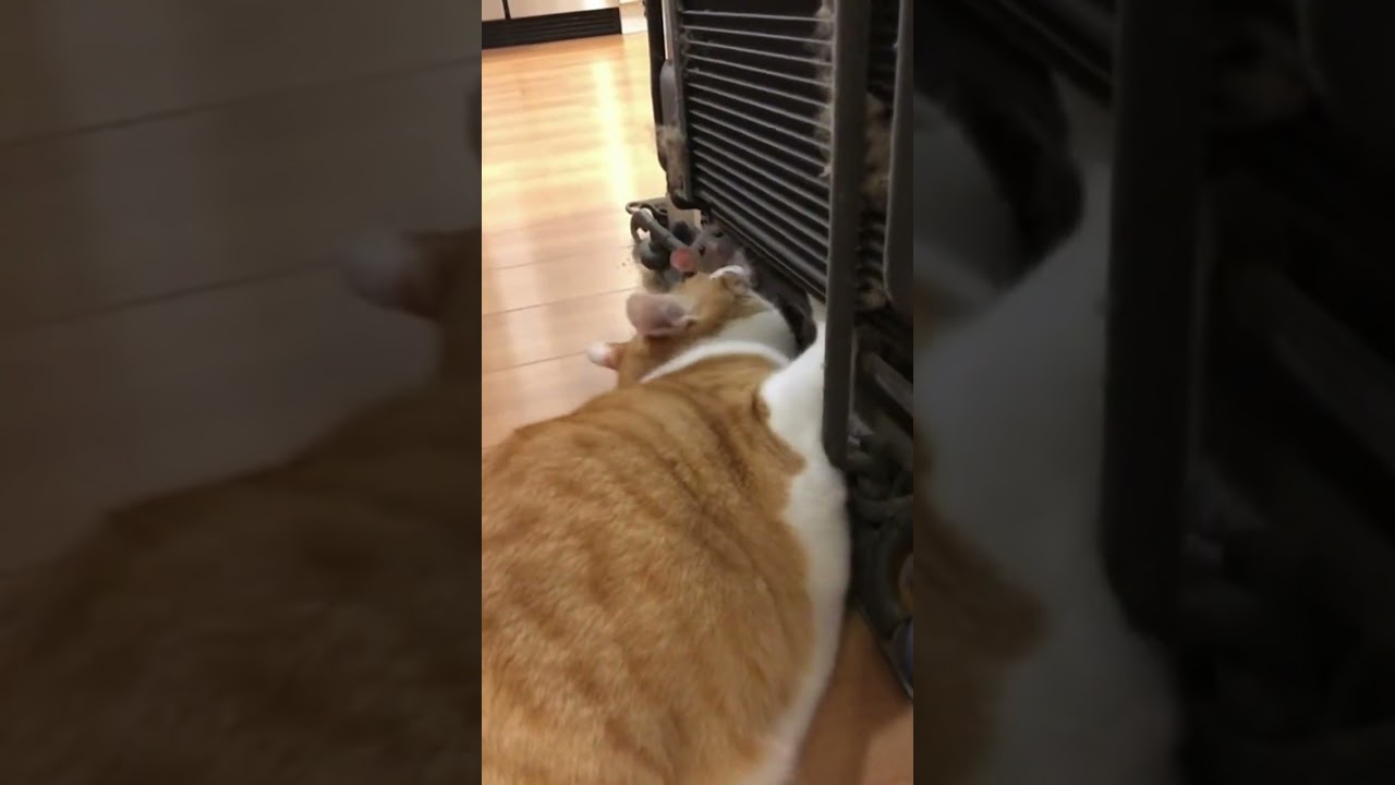 funny animals for you laughing today 