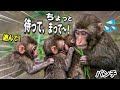 【パンチくん🐵】赤ちゃん猿の突進でご飯どころじゃなくなった💦でも、絶対怒らないパンチの性格が神♡