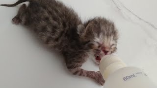 Newborn Rescue Kitten Has Found Nursing Mother She Is Not Even A Week Old