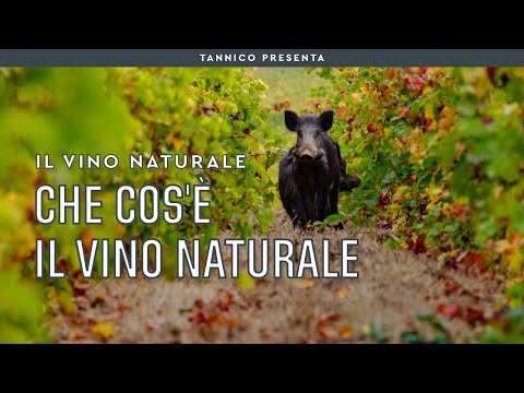 Cosa significa vino naturale | Tannico Flying School