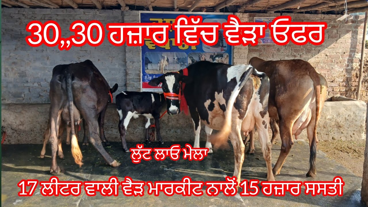 ਫੋਨ 8146815687 ਤਾਜ਼ੀਆਂ ਸੂਈਆਂ ਵੈੜਾ 30,,30 ਹਜਾਰ ਵਿੱਚ ਸੇਲ ਵਾਲਾ ਰੇਟ /cow for sale /cheema dairy farm 
