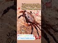 #caesper #puedpien #Krabbe #crab #food #lowcarb #süsswasserkrabbe #animal #tier #teich #nice #see