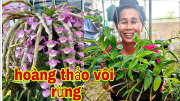 19 tháng 5, 2021 . Phiên Chợ Lan Rừng - Hoàng Thảo Vôi