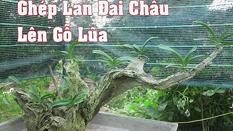 Hướng dẫn ghép lan Đai Châu (ngọc điểm,nghinh xuân) lên gỗ lũa