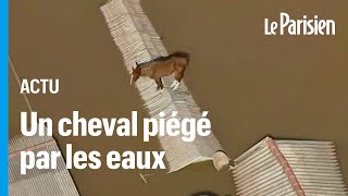 Brésil : la vidéo déchirante d’un cheval échoué sur le toit d'une maison inondée by Le Parisien 43,959 views 4 days ago 1 minute, 2 seconds