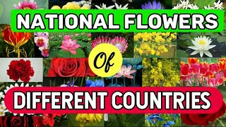 National Flowers Of Different Countries General Knowledge Worlds Knowledge Book