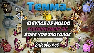 Elevage de Muldo - Accouplement de Doré non Sauvage ! - #08