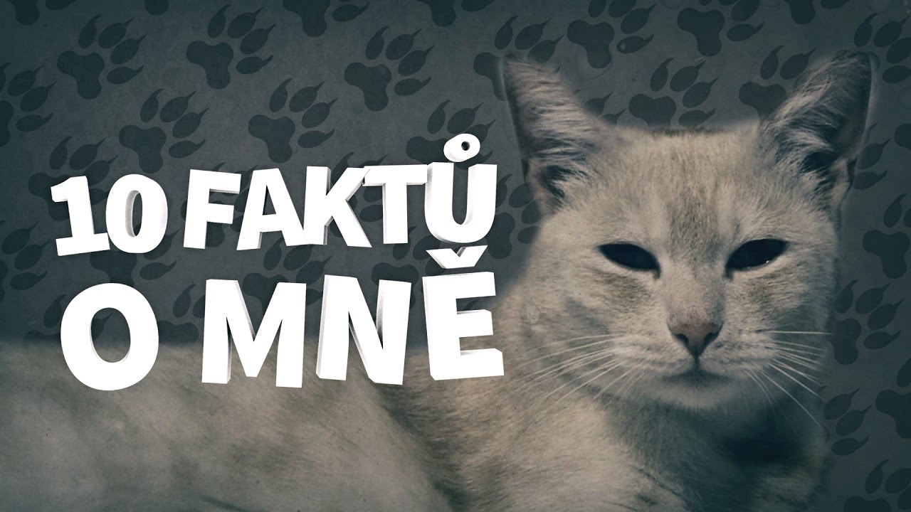 10 FAKTŮ O MNĚ | KOCOUR FÍLA - YouTube