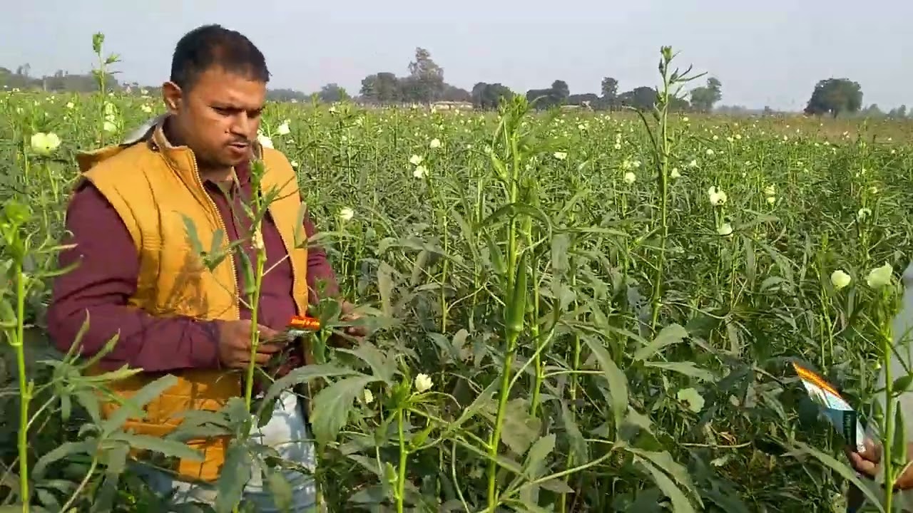 Kaveri Seed Company Limited Ki Bhindi  KOH-1107  Kishano Ke Saubhagya Ke Liye Rajmarg.