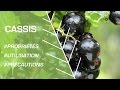 Comment utiliser le cassis   phytothrapie