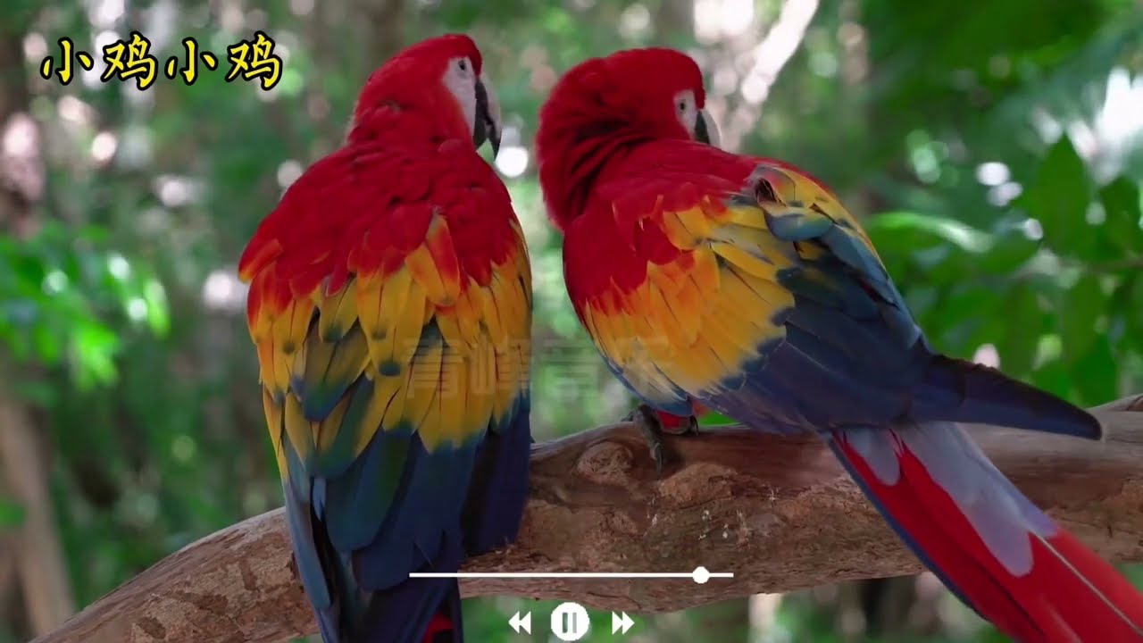 我家鹦鹉喜欢的歌，赶紧收藏起来吧。 