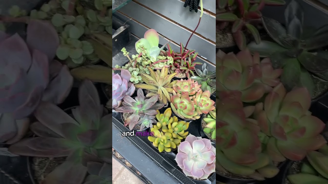 Plants 🪴 🌱 + Flowers 🌺 💐 🌸 Is Life ☮️ 