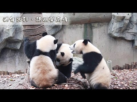 《熊貓早晚安》過年出行，請避開高峰 | iPanda熊貓頻道