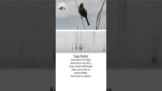 Cape Bulbul | Making Africa Heard Sound Library