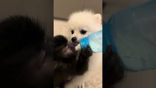 Playful Monkey Guards Milk Bottle from Pomeranian Dog