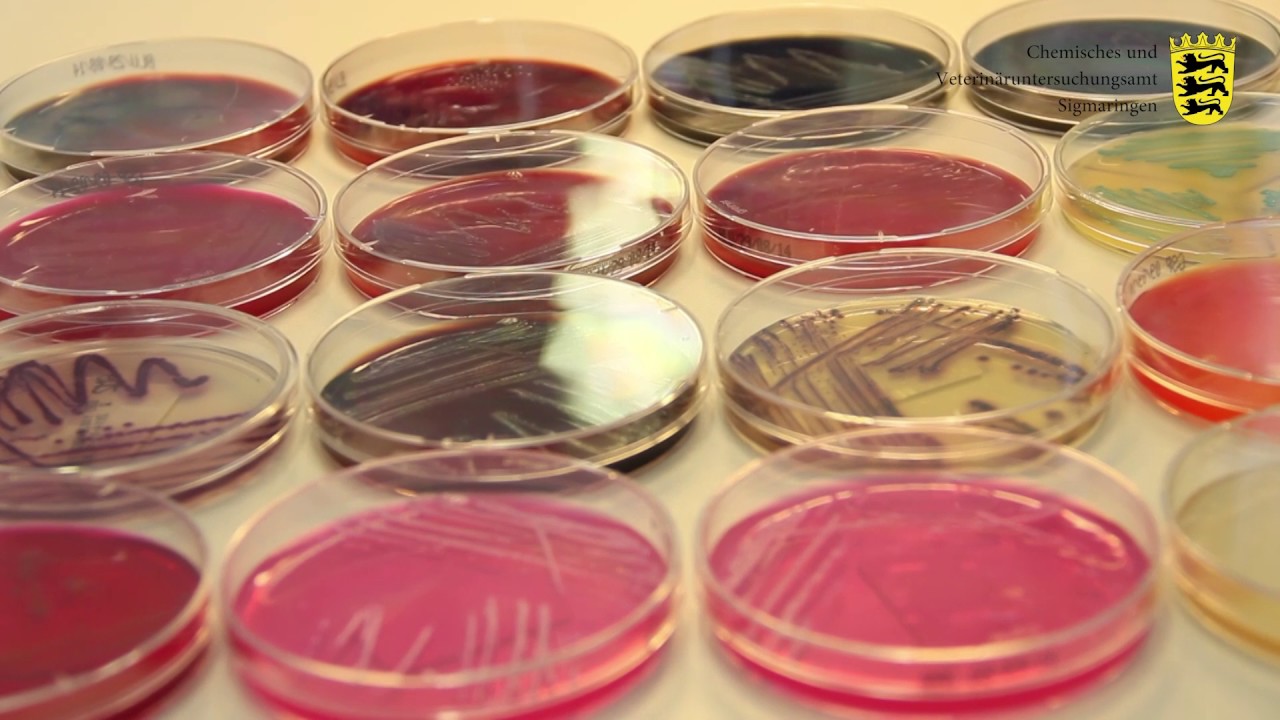 Lebensmittel im Fokus