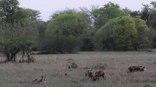 African Wild Dogs, Gorongosa NP, Mozambique