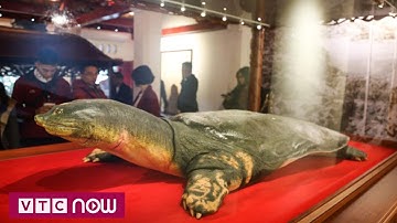 Ra mắt tiêu bản "cụ" rùa Hồ Gươm tại đền Ngọc Sơn