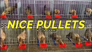 Nice Pullets A.D.A FARM - Amiel Abad