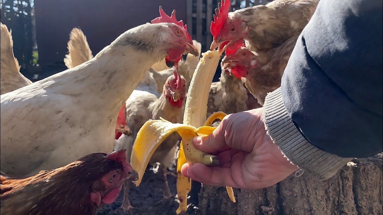 Our Cozy Chicken Farm on a Warm Sunny Day