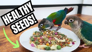 THE BEST PARROT SEED MIX YOU CAN BUY! | New from Polly's Natural Parrot Boutique | BirdNerdSophie AD