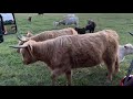 Checking Miniature Scottish Highland cows at sunset in a Jeep Wrangler