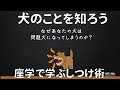 犬のしつけ 無駄吠えやトイレを改善！非体罰のしつけ術 ～座学編～（1.5倍速くらいで聞いていただいても大丈夫です^^）