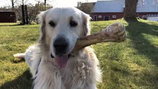 Watch This If You Are Stress  Help This Cute Dog Find His Bone