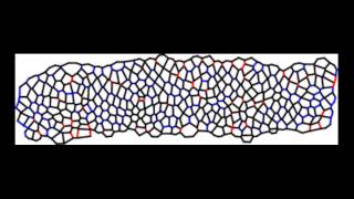 Simulations of Tissue Elongation