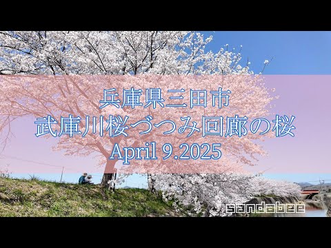 2025満開三田市武庫川桜づつみ回廊桜