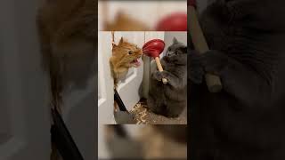 What the Cat 🙀😹🐈‍⬛ #catvideos #shorts #funthings #cat