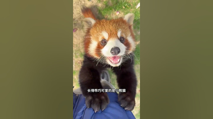 呆萌可爱的小熊猫竟然和国宝大熊猫没有一点关系#科普 #小熊猫 #动物科普 #动物的迷惑行为