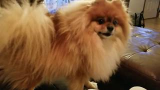 Pomeranians Want Treats by Louie Van Dogge 6,267 views 5 years ago 1 minute, 15 seconds