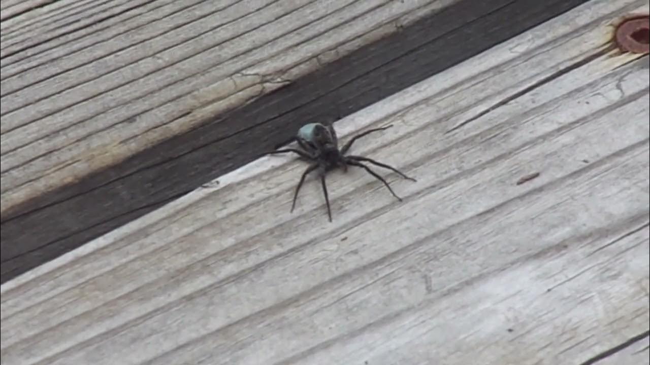 Dock Spider Runs Away YouTube
