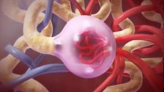 Функция мочевыделительной системы Функция мочевыделительной системы