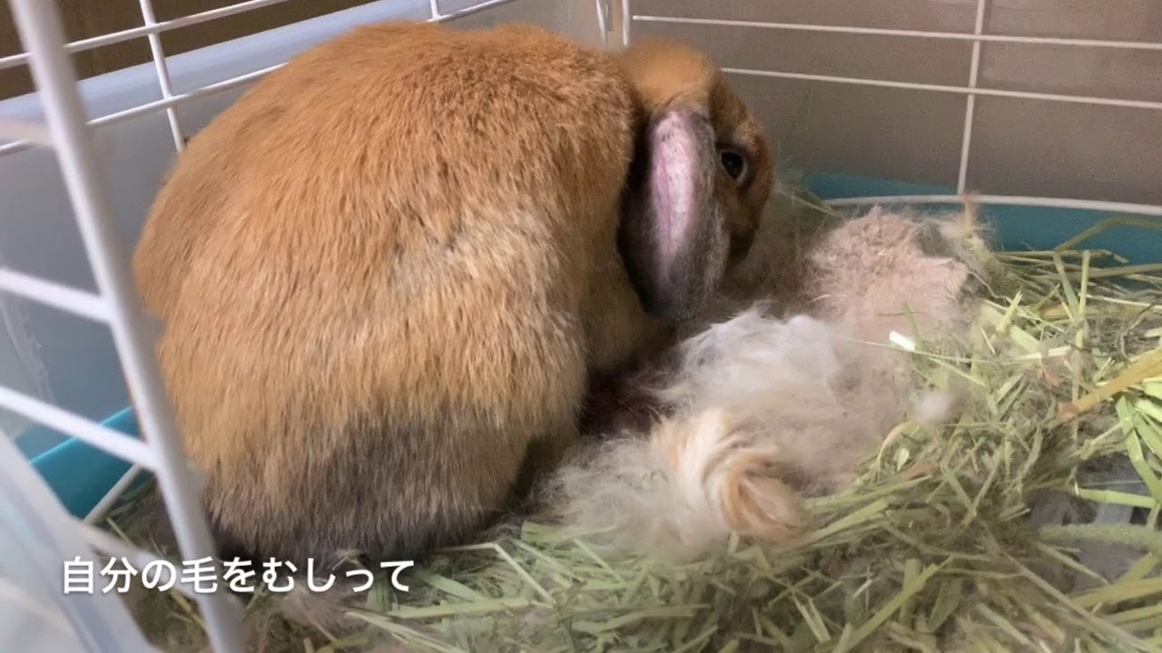 うさぎ 毛 を むしる やめ させる