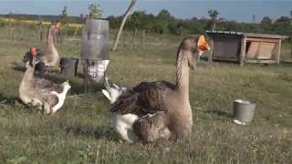 12.07.2019. The holmogory geese in Olympus farm. Farm for ancient breeds and authentic birds.