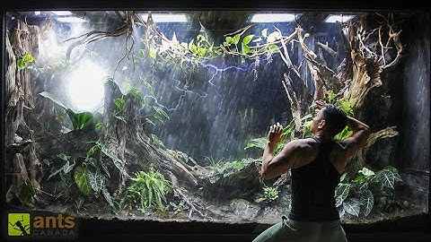 I Simulated a FLOOD x TYPHOON in My Giant Rainforest Vivarium